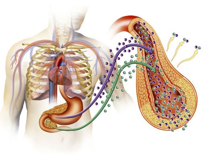 normali insulino gamyba po Glucoren vartojimo